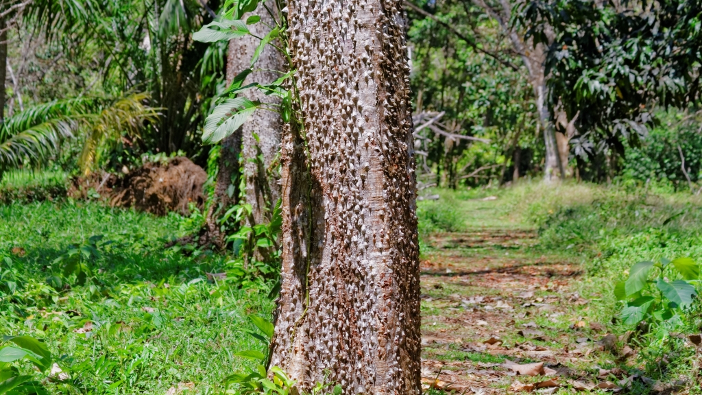 08 - Manuel Antonio NP (33).jpg